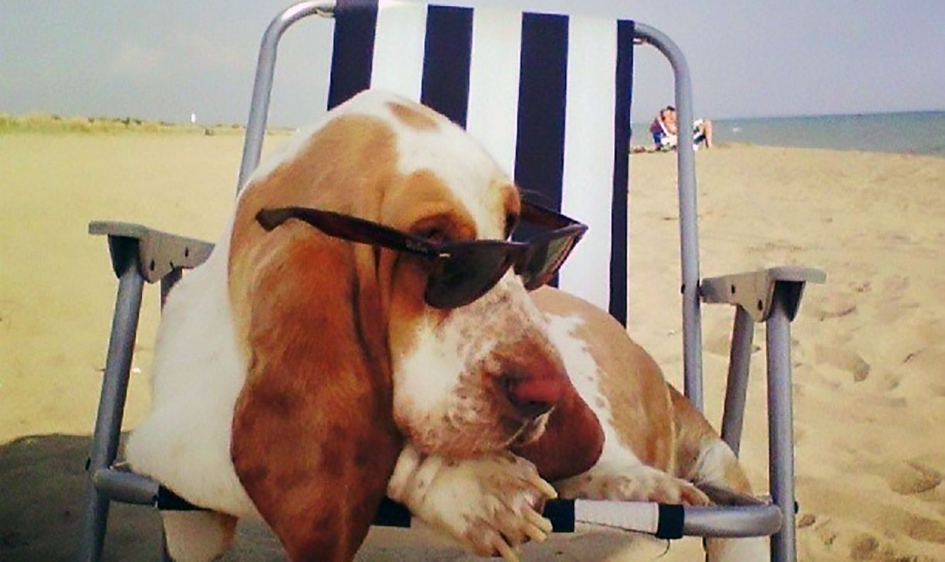 Basset Hound