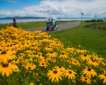 Flowers along the Point Ruston Waterwalk